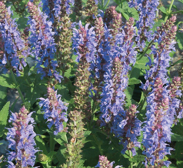 salvia-nemorosa-blue-hill-balkan-clary-ornamental-meadow-sage-perennial-woodland-sage-violet-sage