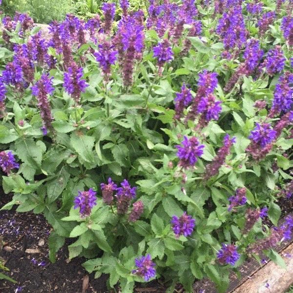 salvia-nemorosa-blue-marvel-balkan-clary-ornamental-meadow-sage-perennial-woodland-sage-violet-sage