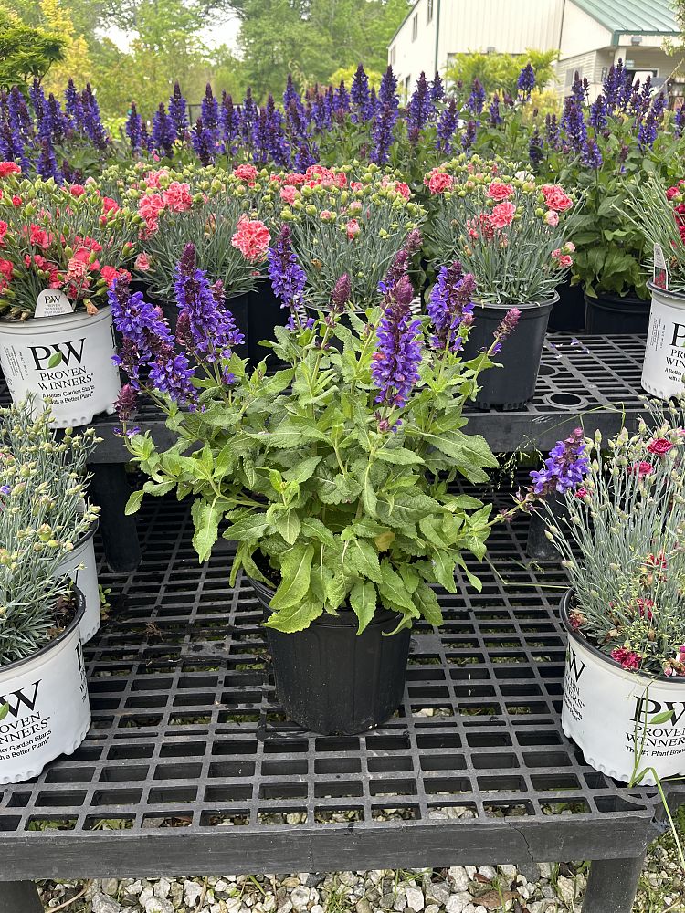 salvia-nemorosa-blue-marvel-balkan-clary-ornamental-meadow-sage-perennial-woodland-sage-violet-sage