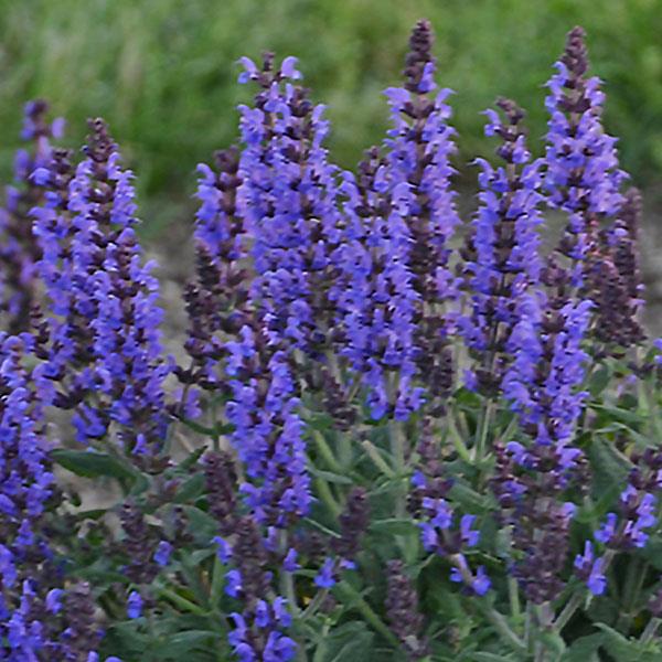 salvia-nemorosa-bumble-blue-ornamental-meadow-sage-violet-sage