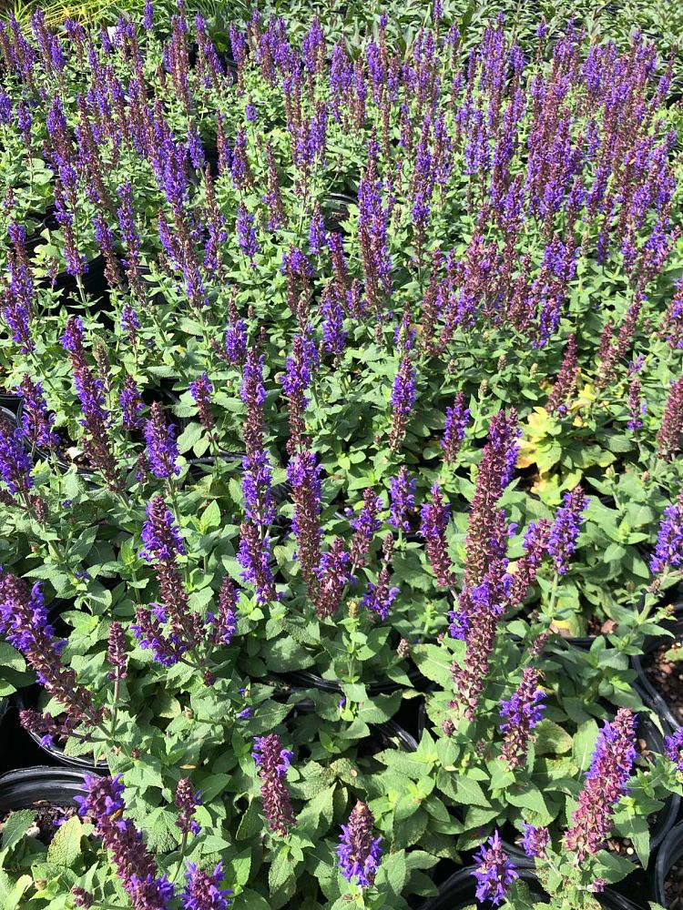 salvia-nemorosa-bumble-blue-ornamental-meadow-sage-violet-sage