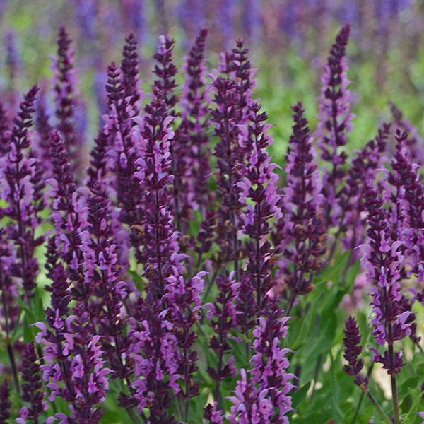 salvia-nemorosa-bumbleberry-ornamental-meadow-sage-violet-sage