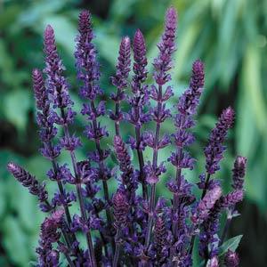 salvia-nemorosa-caradonna-woodland-sage