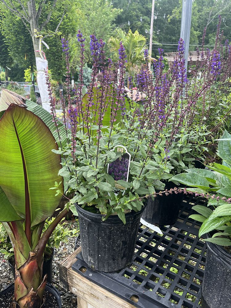 salvia-nemorosa-caradonna-woodland-sage