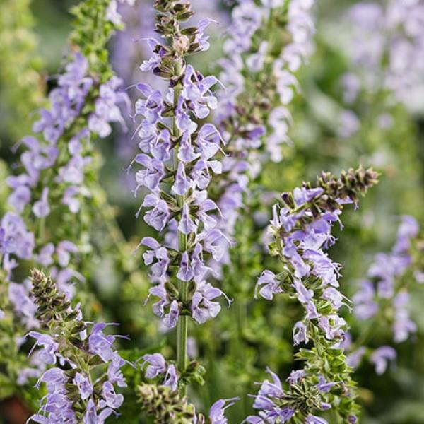salvia-nemorosa-color-spires-crystal-blue-balkan-clary-ornamental-meadow-sage-perennial-woodland-sage-violet-sage