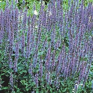 salvia-nemorosa-east-friesland-balkan-clary-ornamental-meadow-sage-perennial-woodland-sage-violet-sage