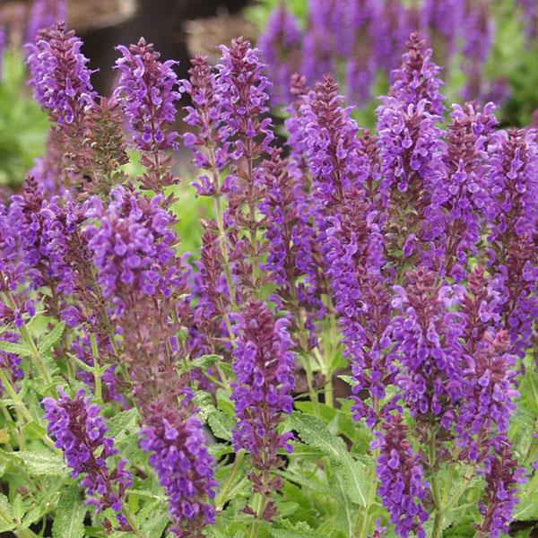 salvia-nemorosa-marcus-woodland-sage