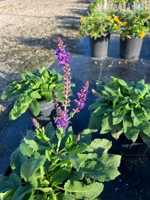 salvia-nemorosa-may-night-woodland-sage