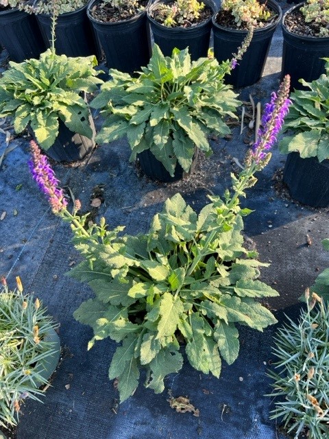 salvia-nemorosa-may-night-woodland-sage