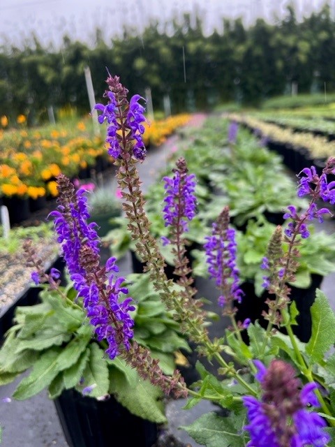 salvia-nemorosa-may-night-woodland-sage