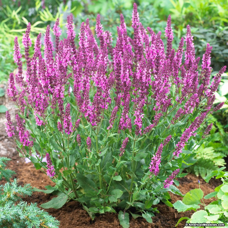 salvia-nemorosa-rose-marvel