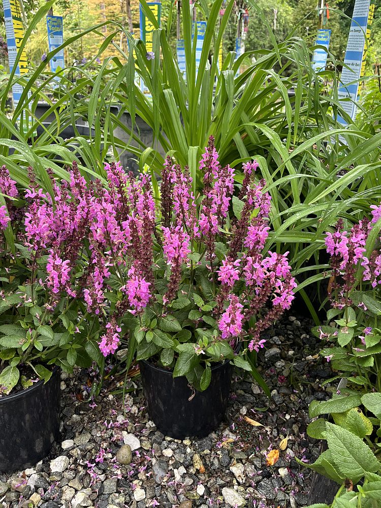 salvia-nemorosa-rose-marvel