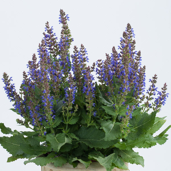 salvia-nemorosa-sallyrosa-april-night-woodland-sage