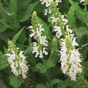 salvia-nemorosa-snow-hill-balkan-clary-ornamental-meadow-sage-perennial-woodland-sage-violet-sage