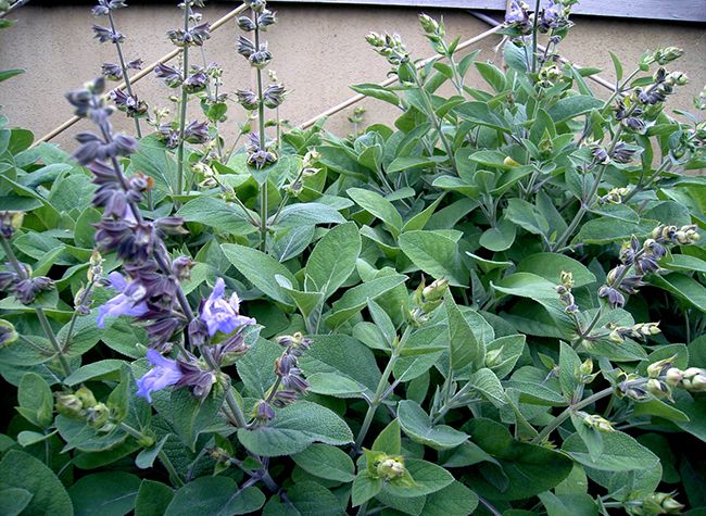 salvia-officinalis-berggarten-garden-sage