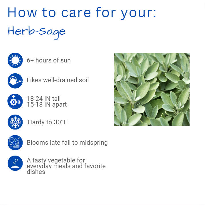 salvia-officinalis-common-sage-garden-sage