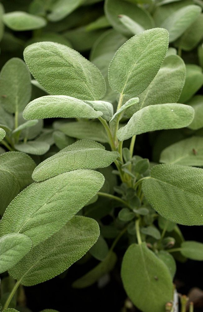 salvia-officinalis-common-sage-garden-sage