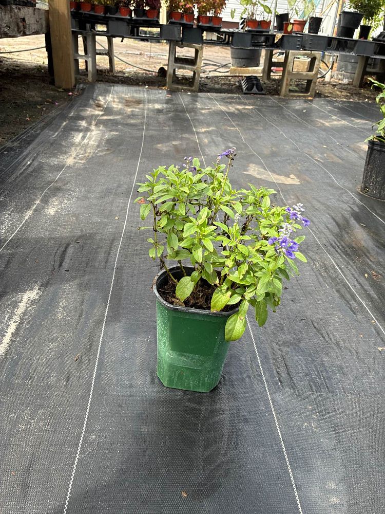 salvia-officinalis-common-sage-garden-sage