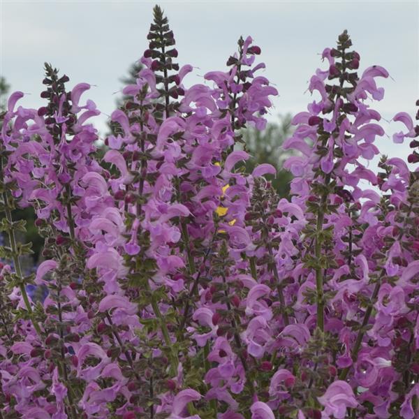 salvia-pratensis-fashionista-sweet-petite-sage