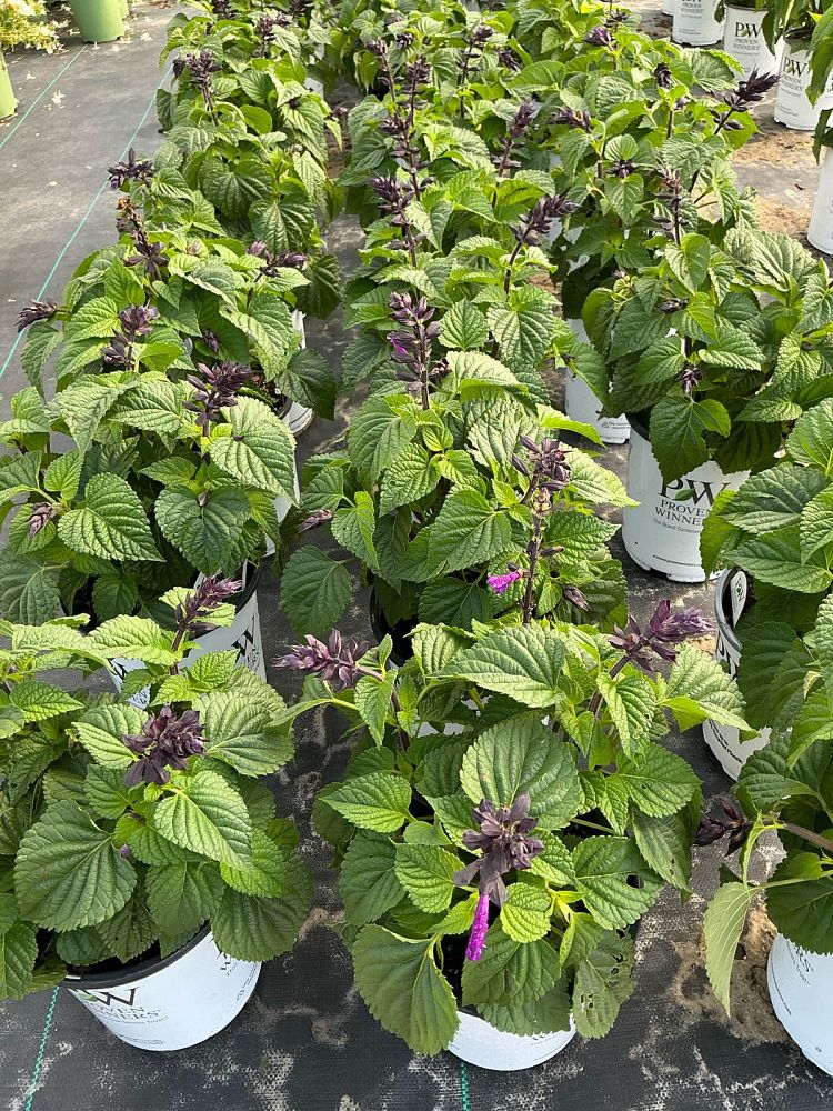 salvia-rockin-deep-purple-creeping-sage