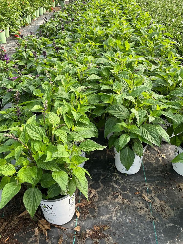 salvia-rockin-deep-purple-creeping-sage