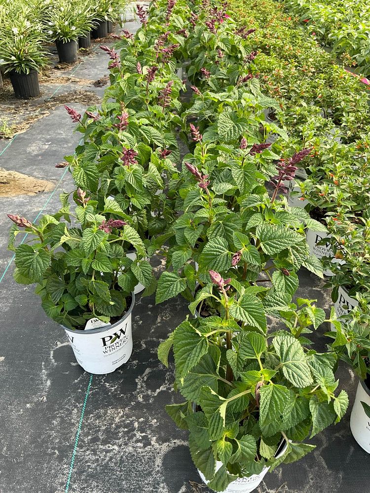 salvia-rockin-deep-purple-creeping-sage