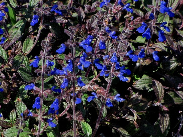 salvia-sinaloensis-sinaloan-blue-sage