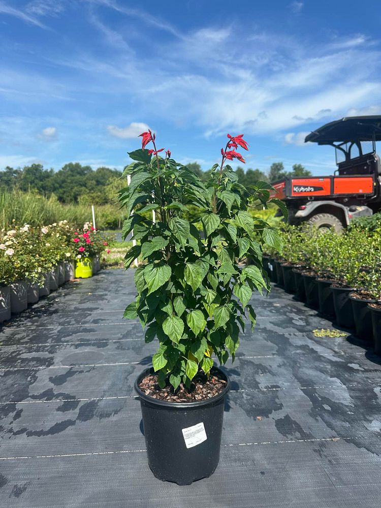 salvia-splendens-faye-chappel-scarlet-sage