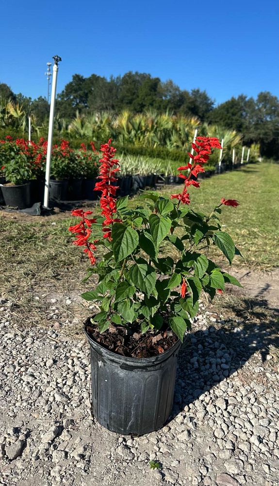salvia-splendens-faye-chappel-scarlet-sage
