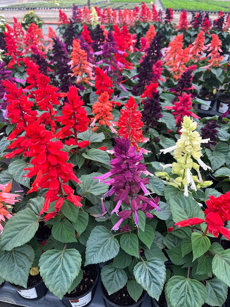 salvia-splendens-vista-mix-sage
