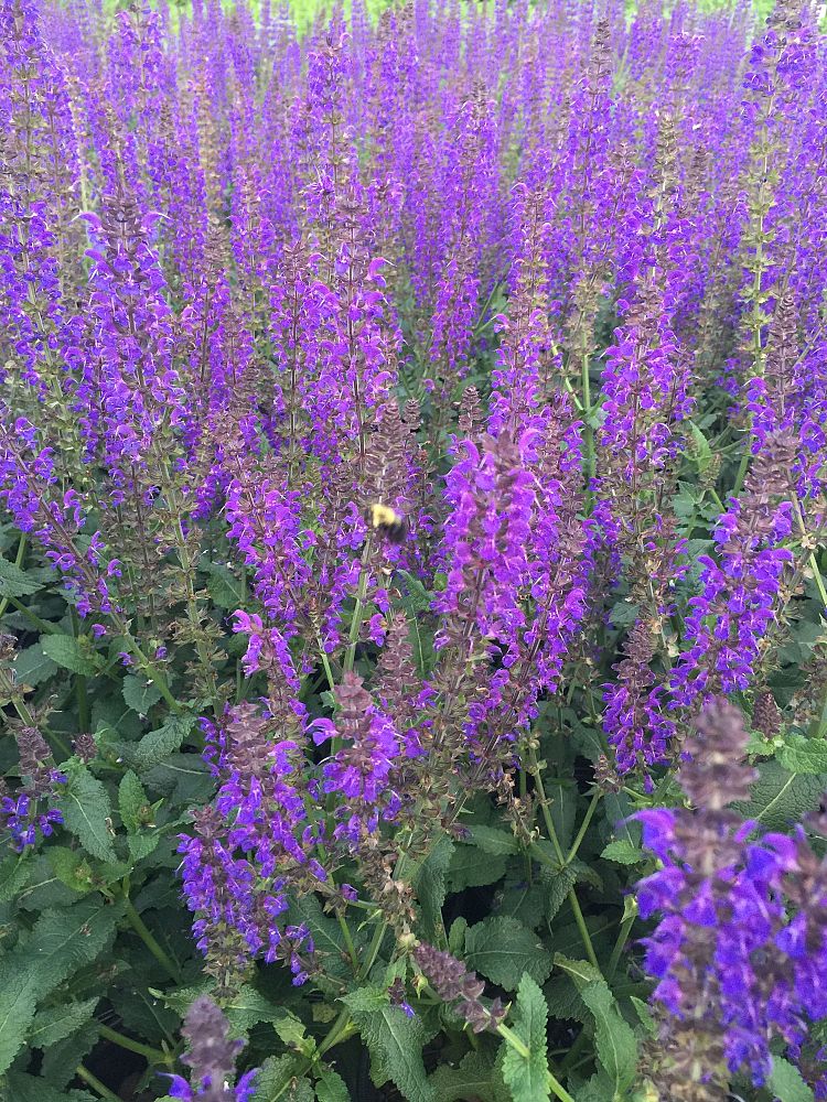 salvia-sylvestris-mainacht-balkan-clary-may-night-ornamental-meadow-sage-perennial-woodland-sage-violet-sage