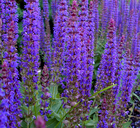 salvia-sylvestris-mainacht-balkan-clary-may-night-ornamental-meadow-sage-perennial-woodland-sage-violet-sage