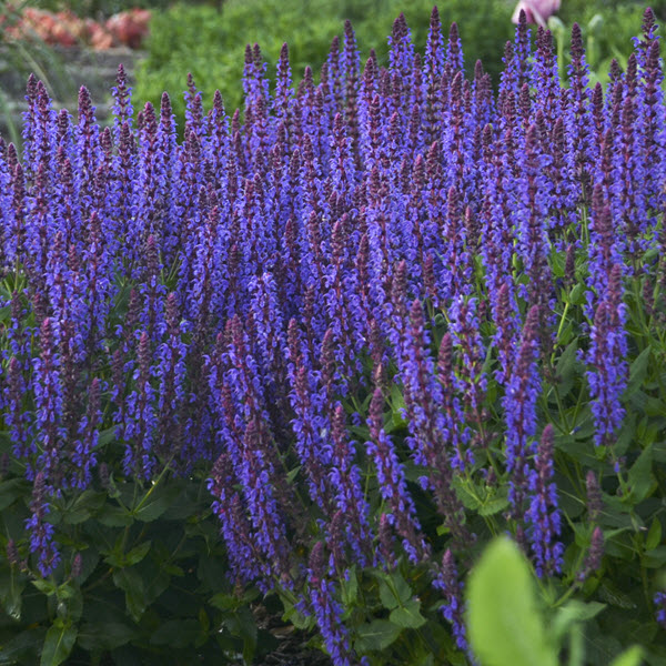 salvia-sylvestris-violet-riot-woodland-sage