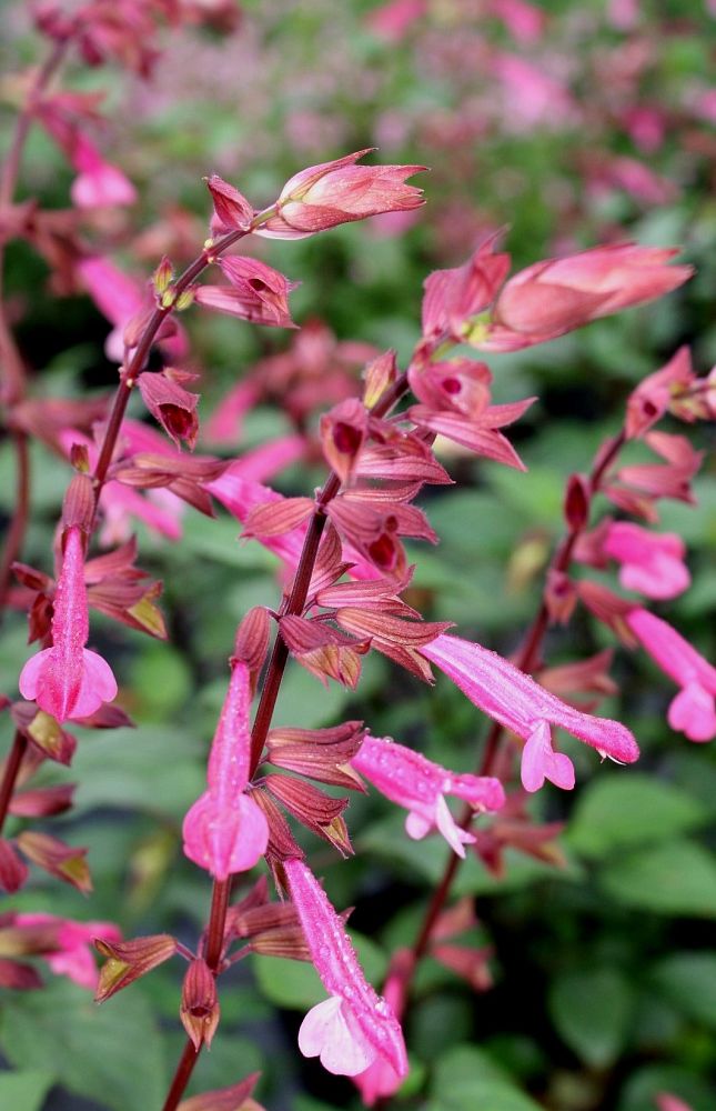 salvia-wendy-s-wish-sage