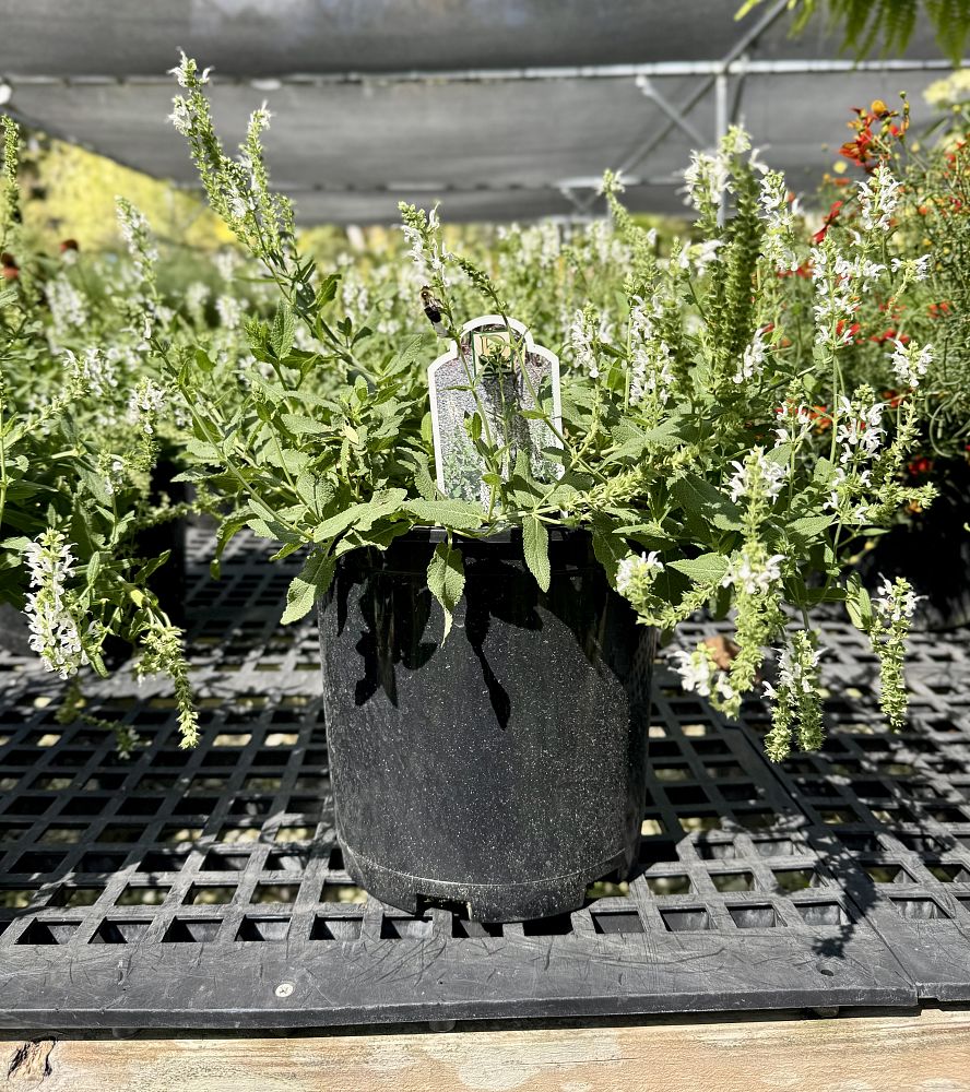 salvia-x-sylvestris-snowhill-hybrid-sage