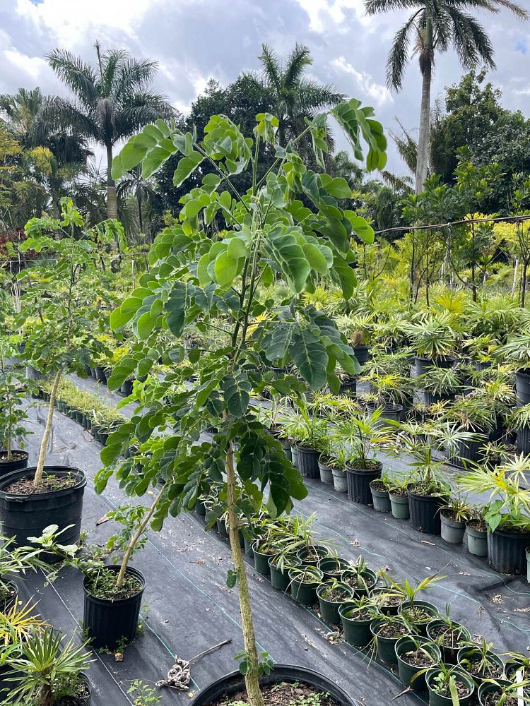 samanea-raintree