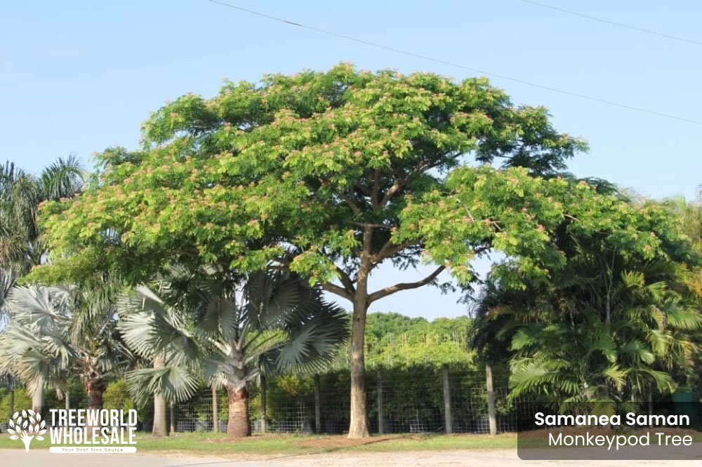 samanea-saman-monkey-pod