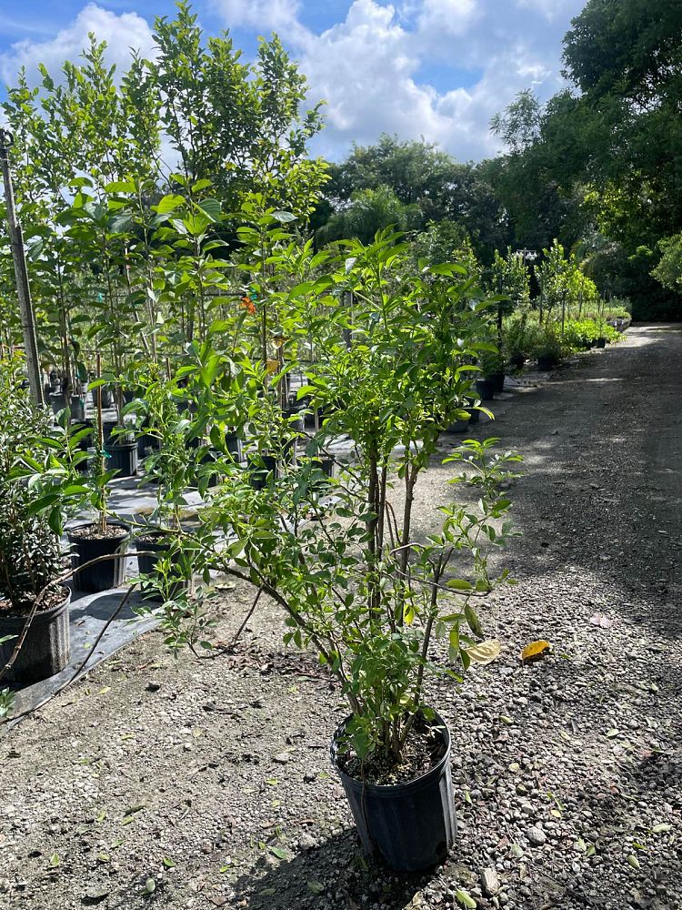 sambucus-canadensis-elderberry
