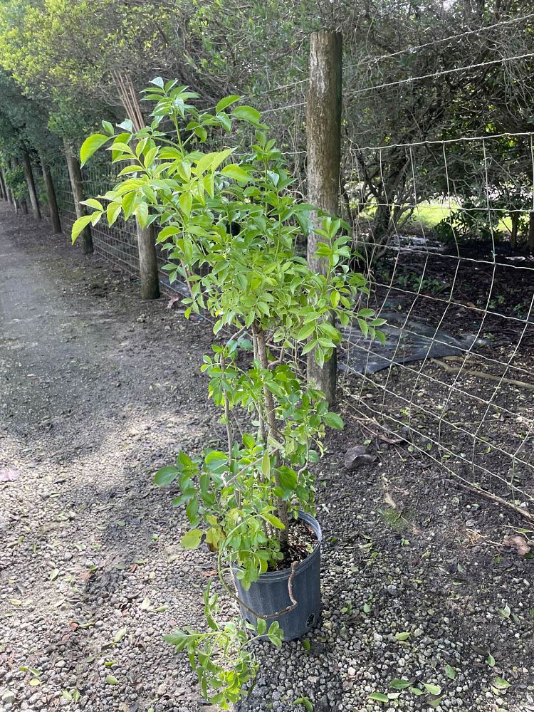 sambucus-canadensis-elderberry