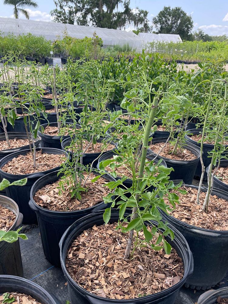 sambucus-canadensis-elderberry
