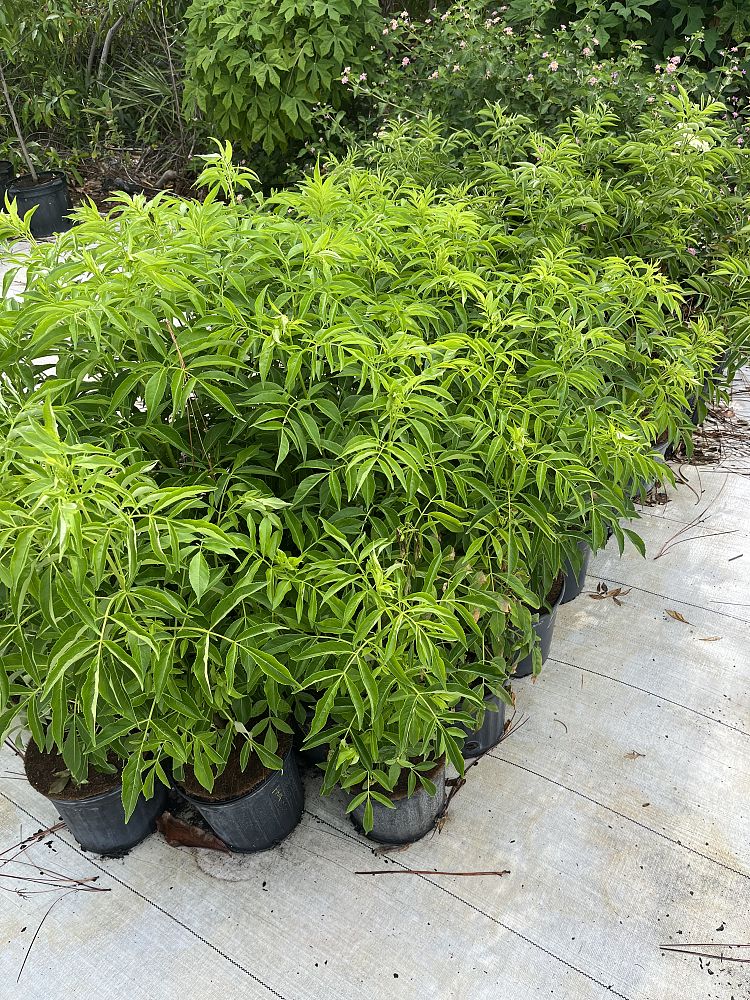 sambucus-nigra-elderberry