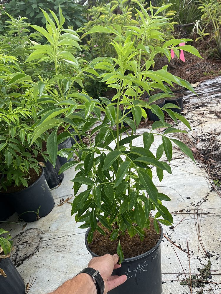 sambucus-nigra-elderberry