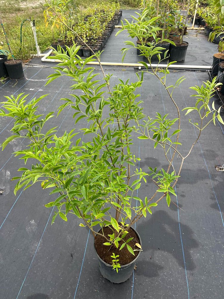 sambucus-nigra-elderberry
