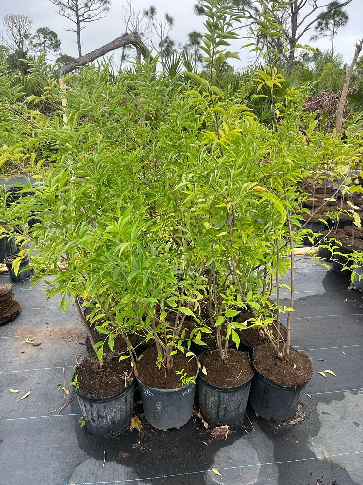 sambucus-nigra-elderberry