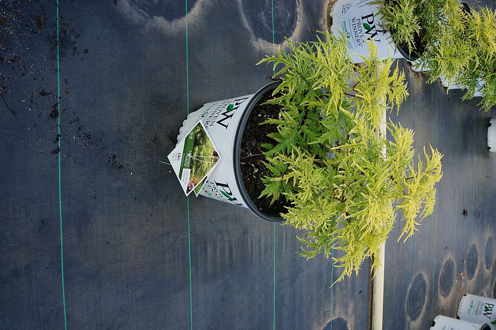 sambucus-racemosa-smnsrd4-lemony-lace-reg-elderberry