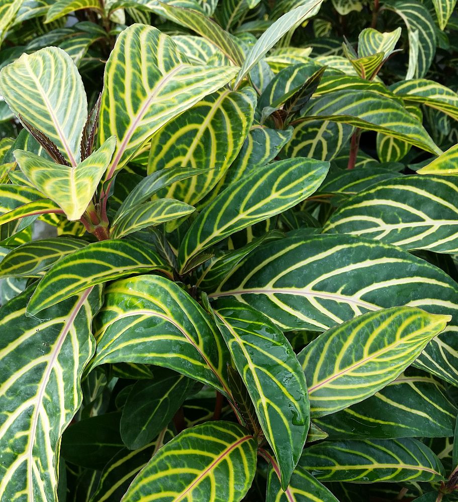 sanchezia-nobilis-glaucophylla-zebra-plant-brilliant-flowered-sanchezia