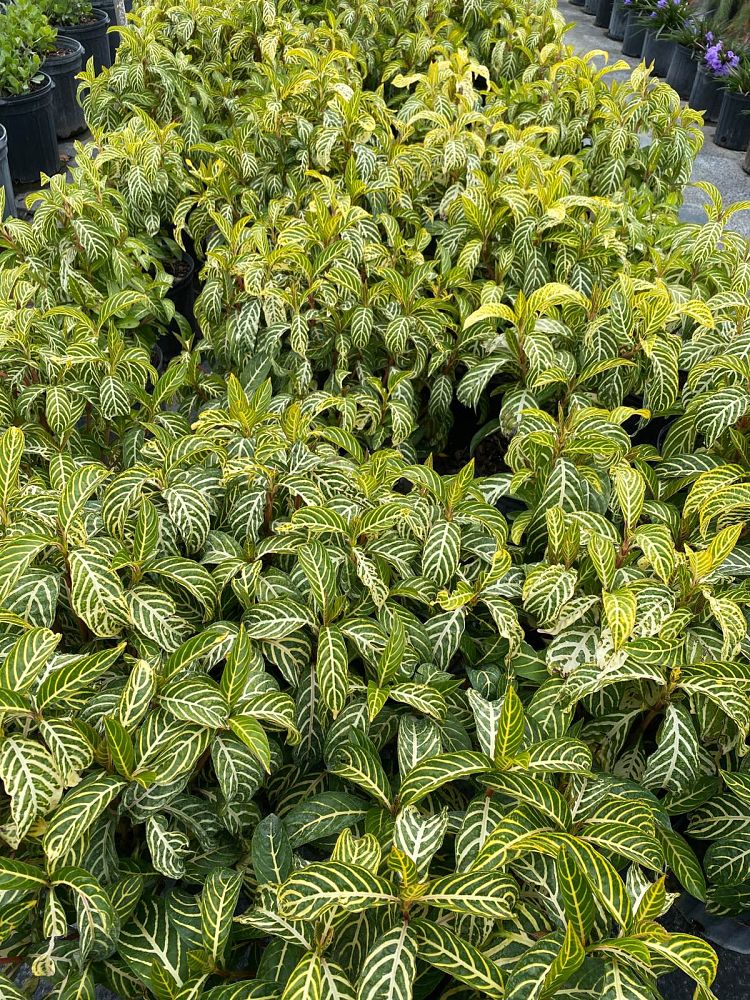 sanchezia-nobilis-glaucophylla-zebra-plant-brilliant-flowered-sanchezia