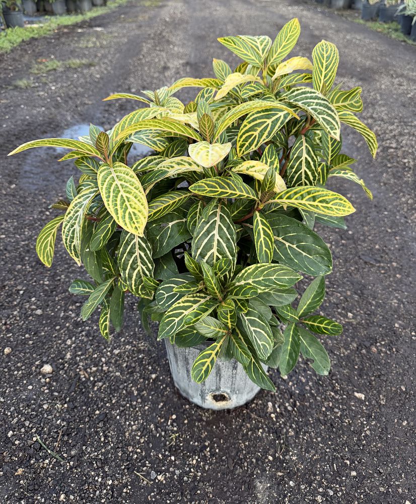 sanchezia-nobilis-glaucophylla-zebra-plant-brilliant-flowered-sanchezia