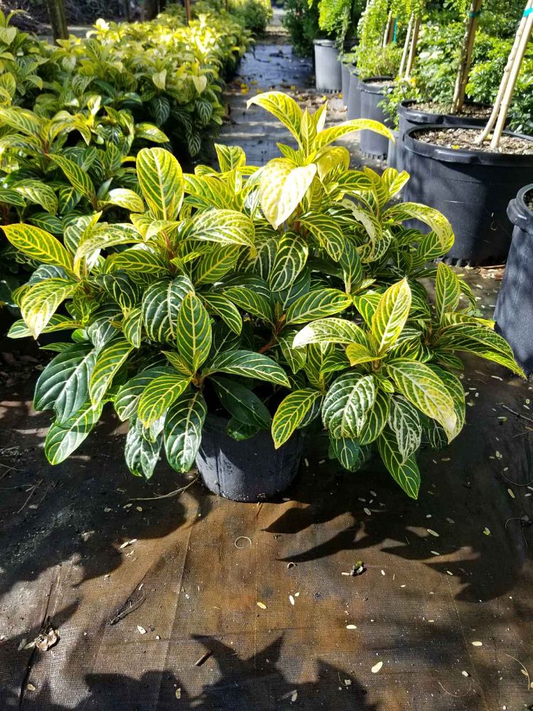 sanchezia-parvibracteata-ellen-sanchezia-speciosa-ellen