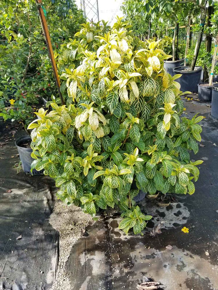 sanchezia-parvibracteata-ellen-sanchezia-speciosa-ellen